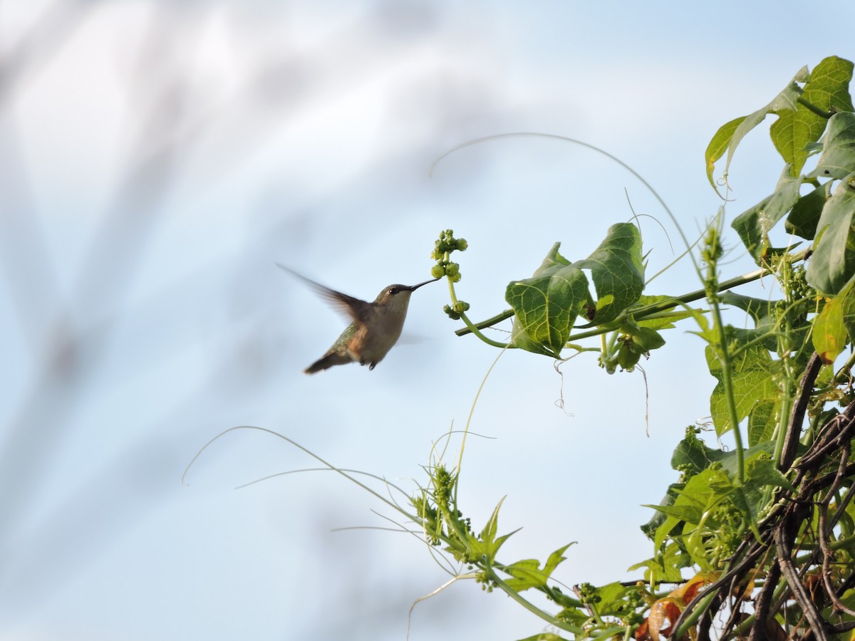 Rufous Hummingbird - Francisco J. Muñoz Nolasco