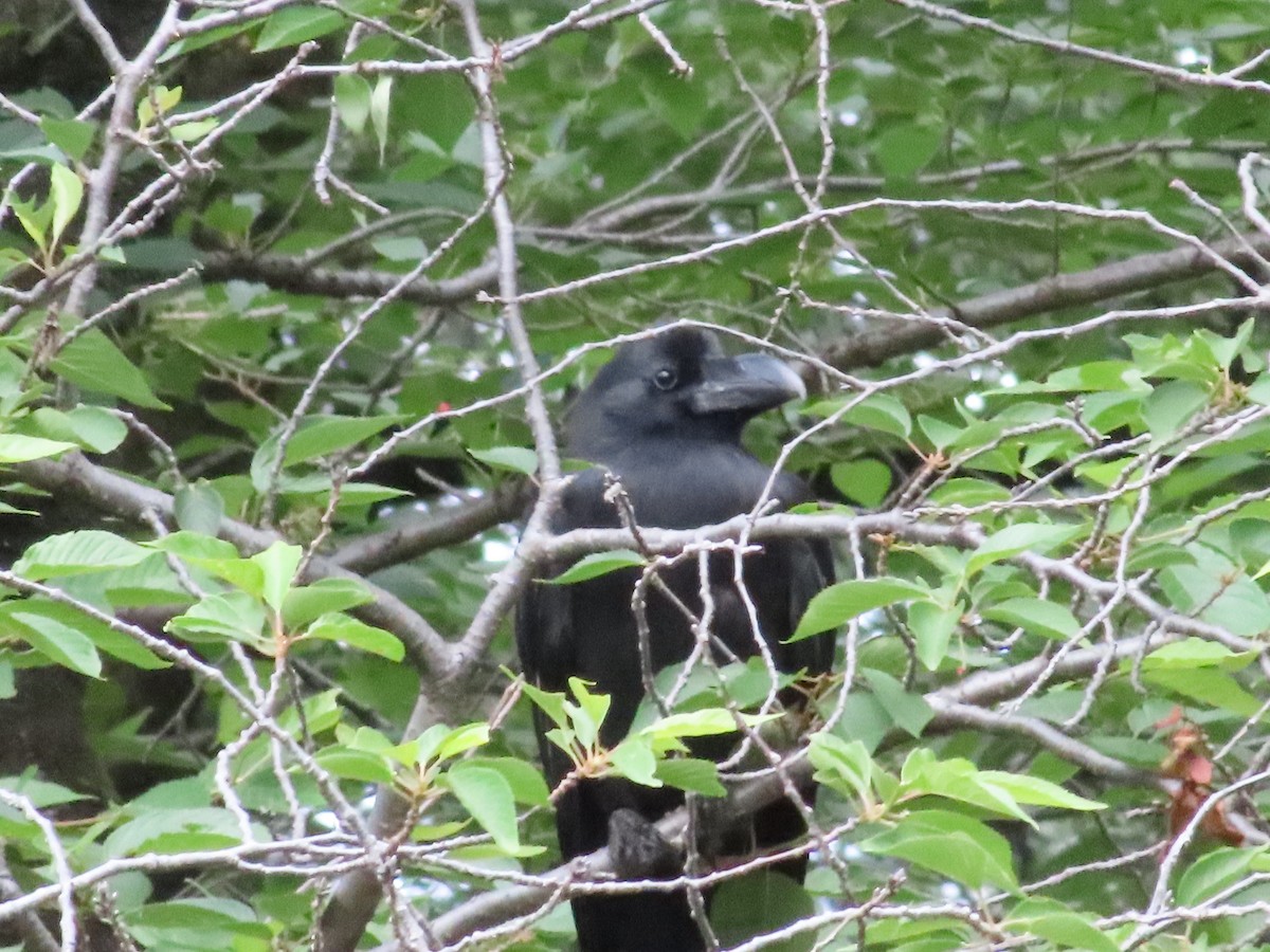 Large-billed Crow - ML619565204