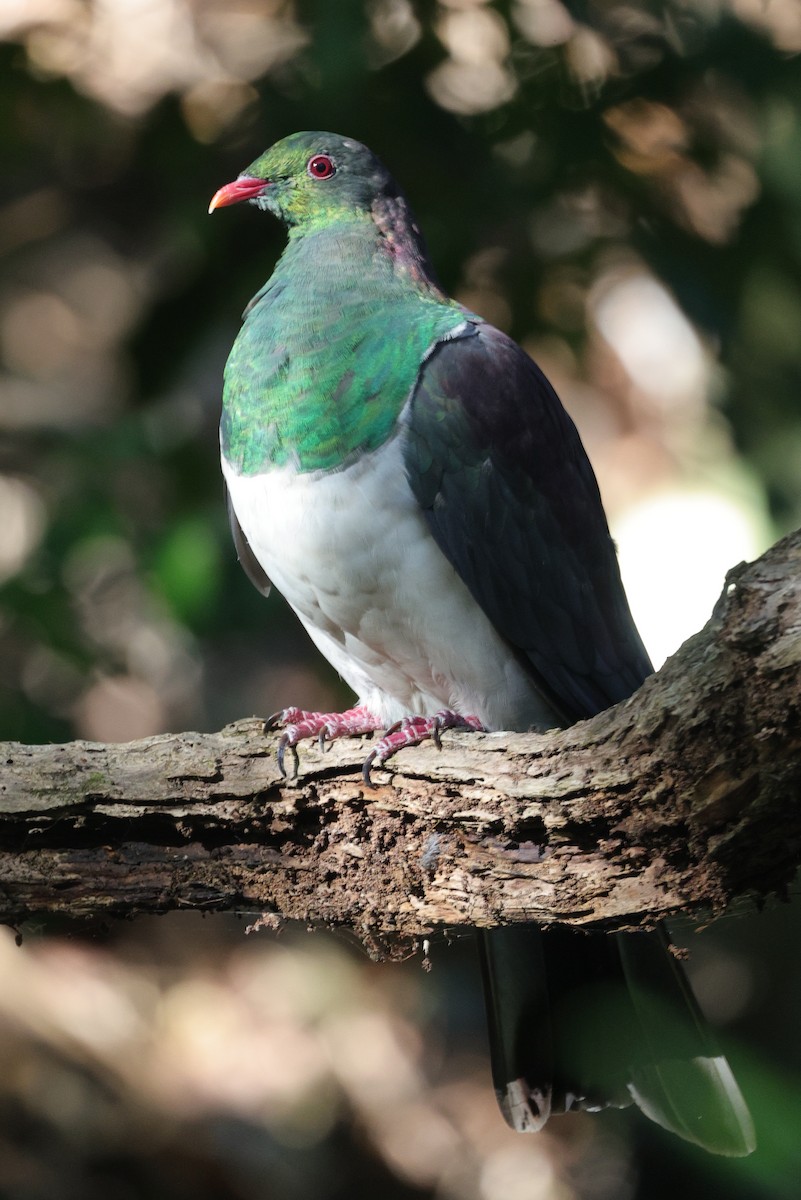 New Zealand Pigeon - Lau Jia Sheng