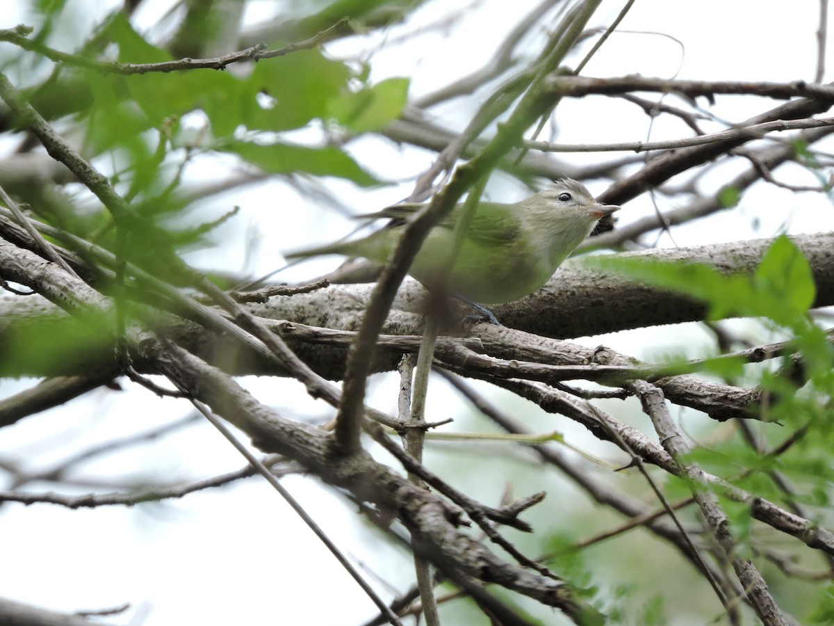 Warbling Vireo - Francisco J. Muñoz Nolasco