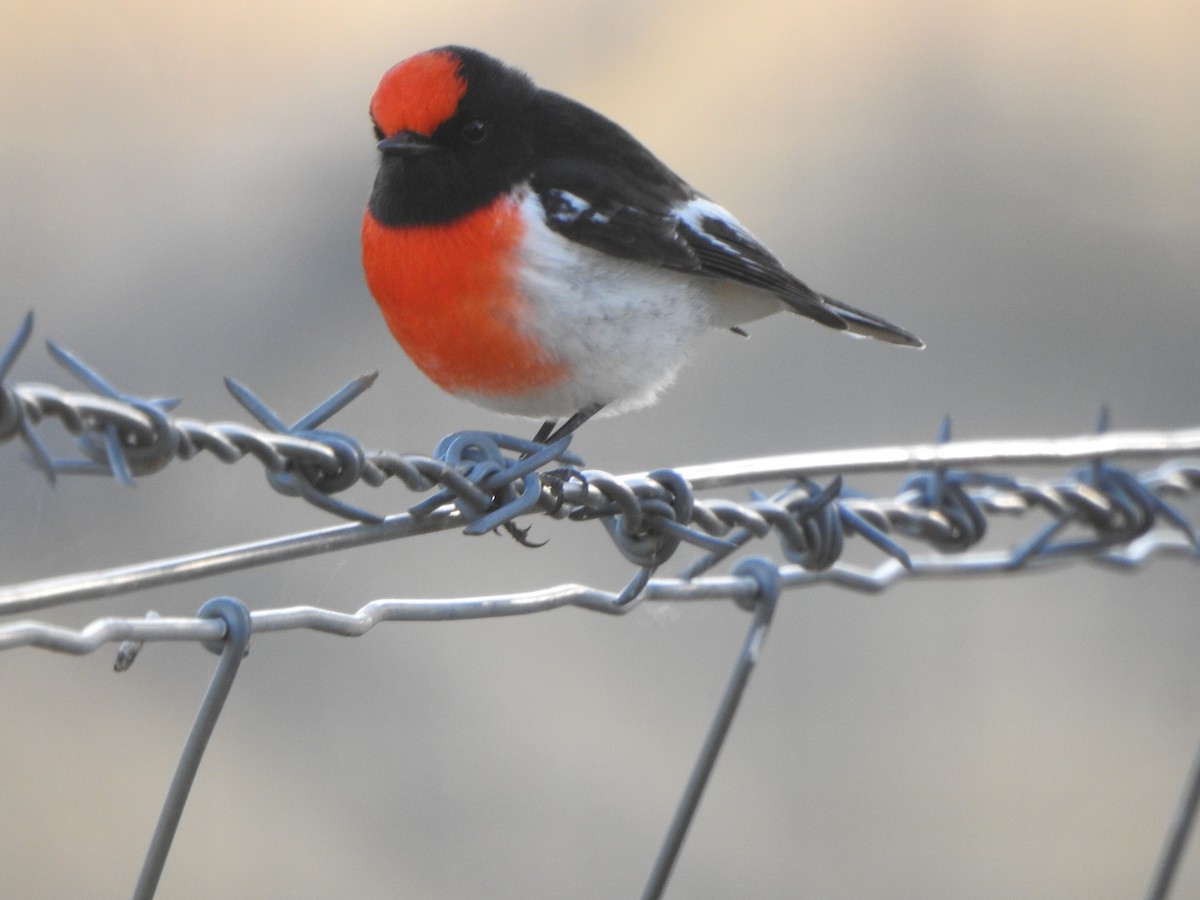 Red-capped Robin - DS Ridley