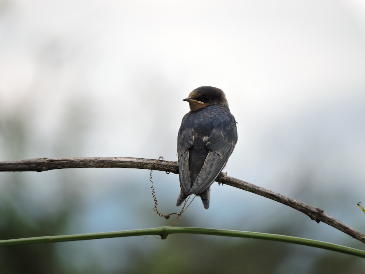 Barn Swallow - Francisco J. Muñoz Nolasco