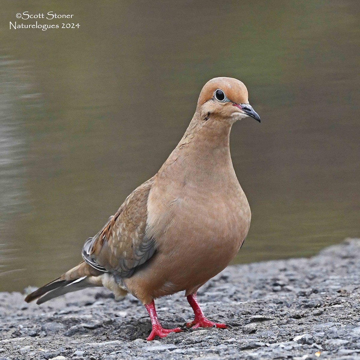 Mourning Dove - Scott Stoner