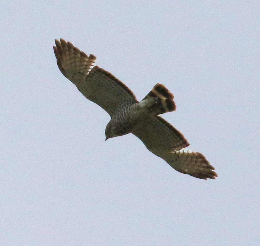 Broad-winged Hawk - ML619565236