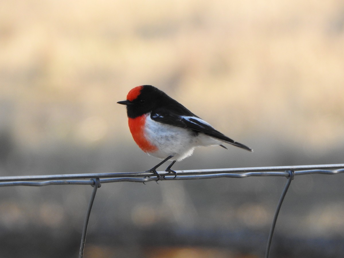 Red-capped Robin - DS Ridley