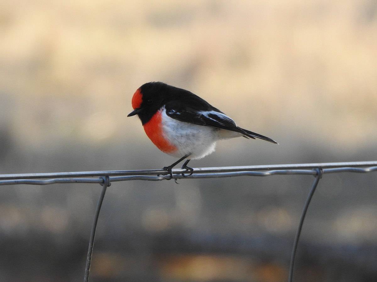 Red-capped Robin - DS Ridley