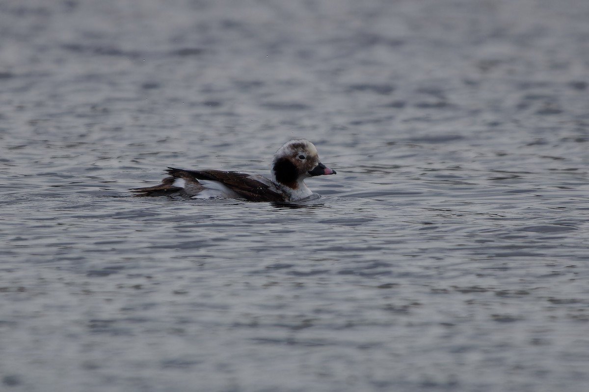 Long-tailed Duck - Jeffrey Leguit