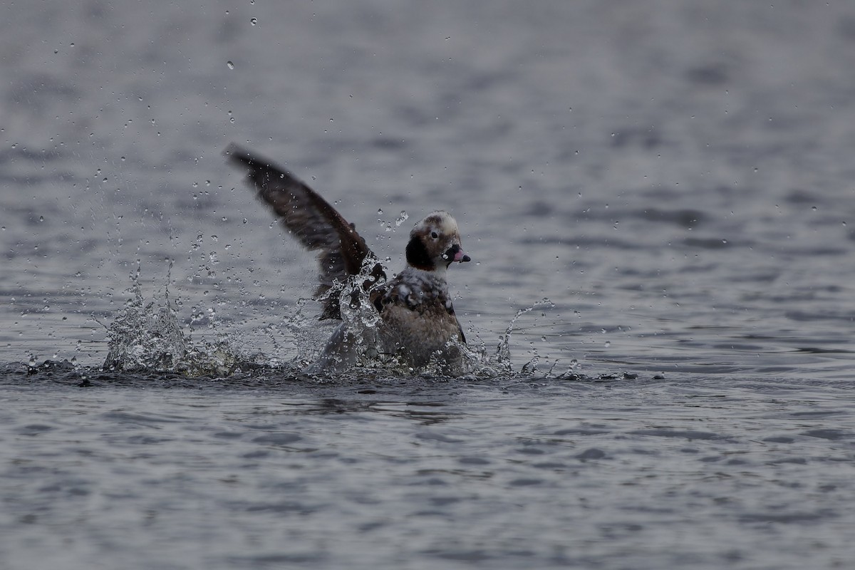 Long-tailed Duck - Jeffrey Leguit