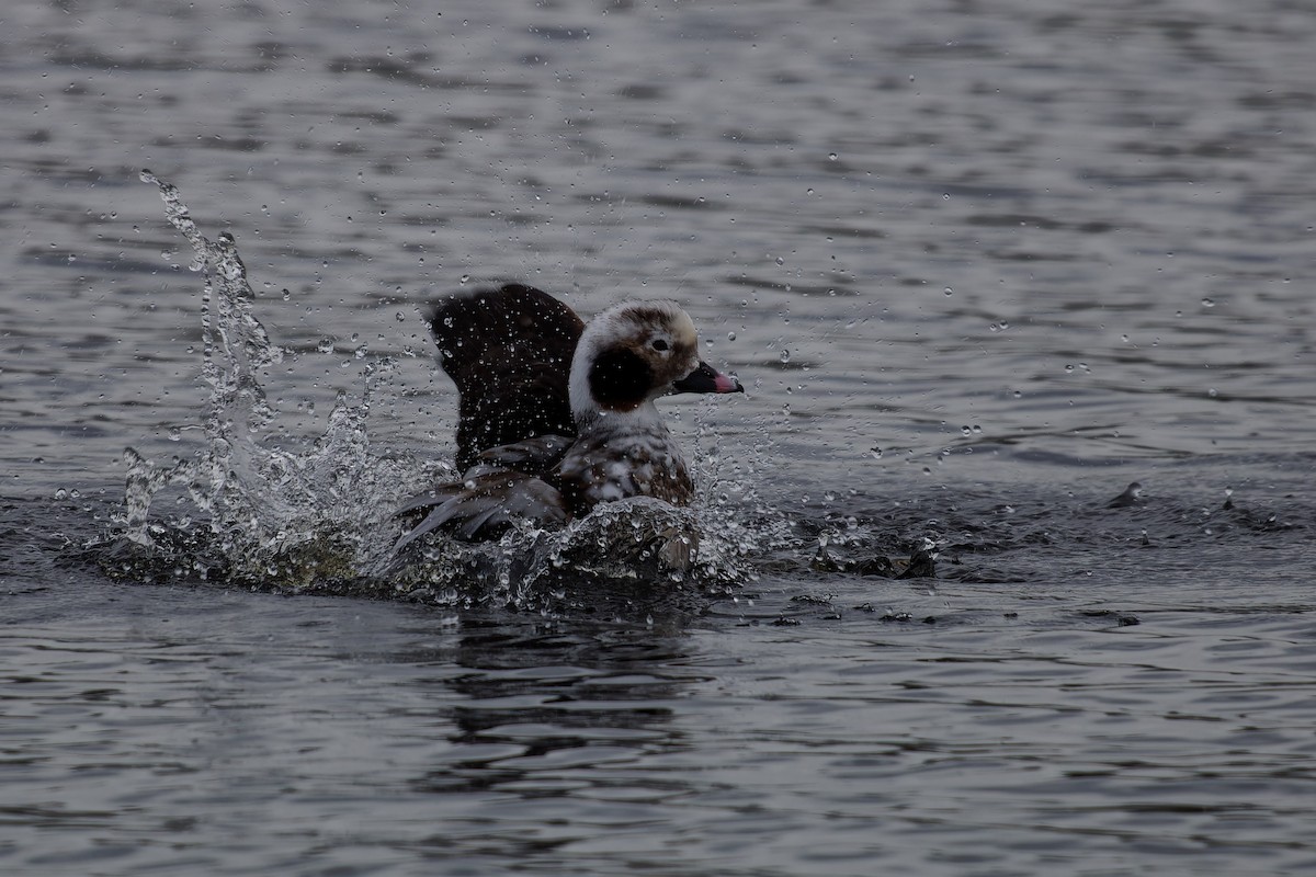 Long-tailed Duck - Jeffrey Leguit