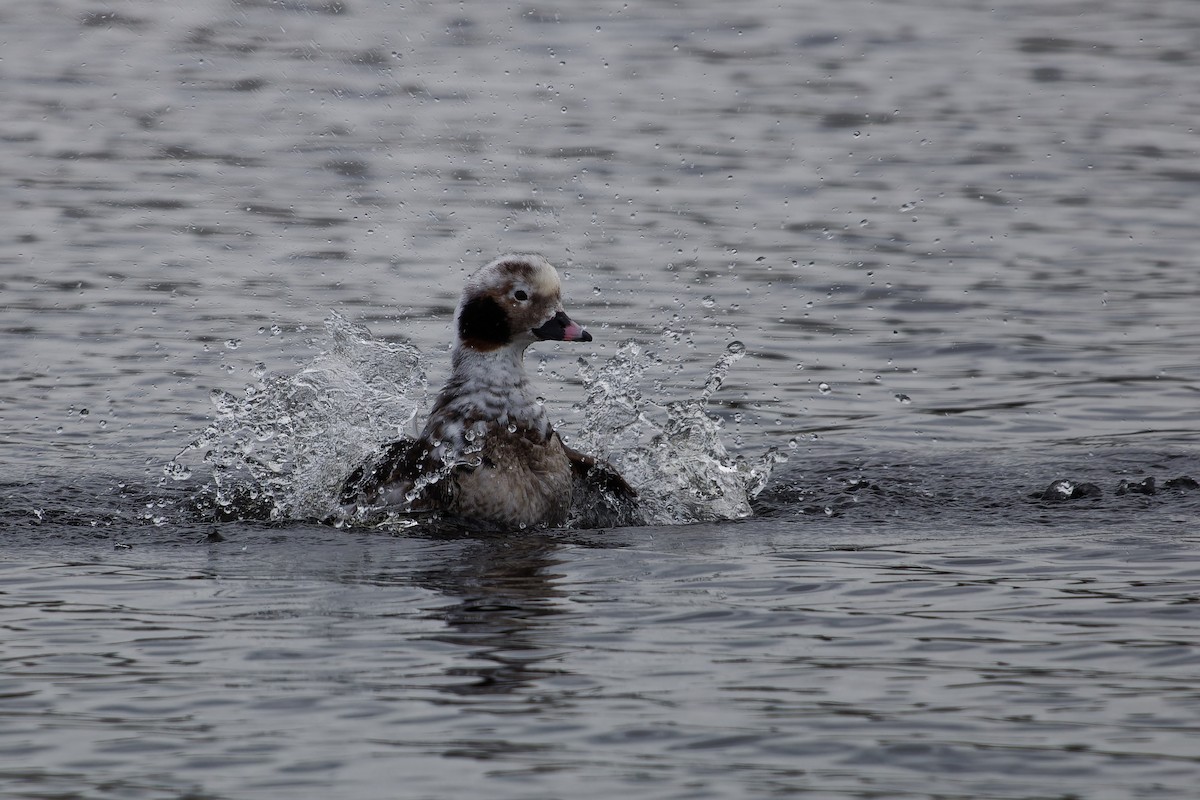 Long-tailed Duck - Jeffrey Leguit