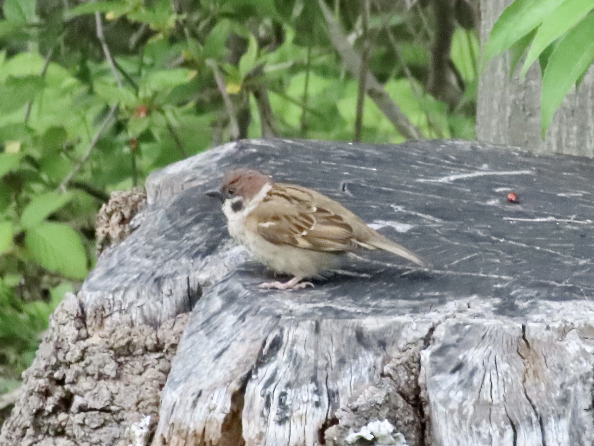Eurasian Tree Sparrow - Megumi Yoshio