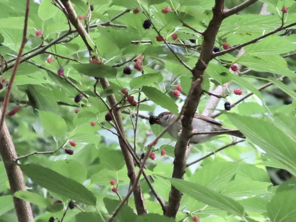 Eurasian Tree Sparrow - Megumi Yoshio