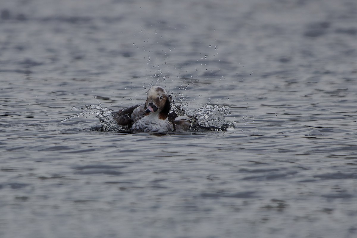 Long-tailed Duck - ML619565252