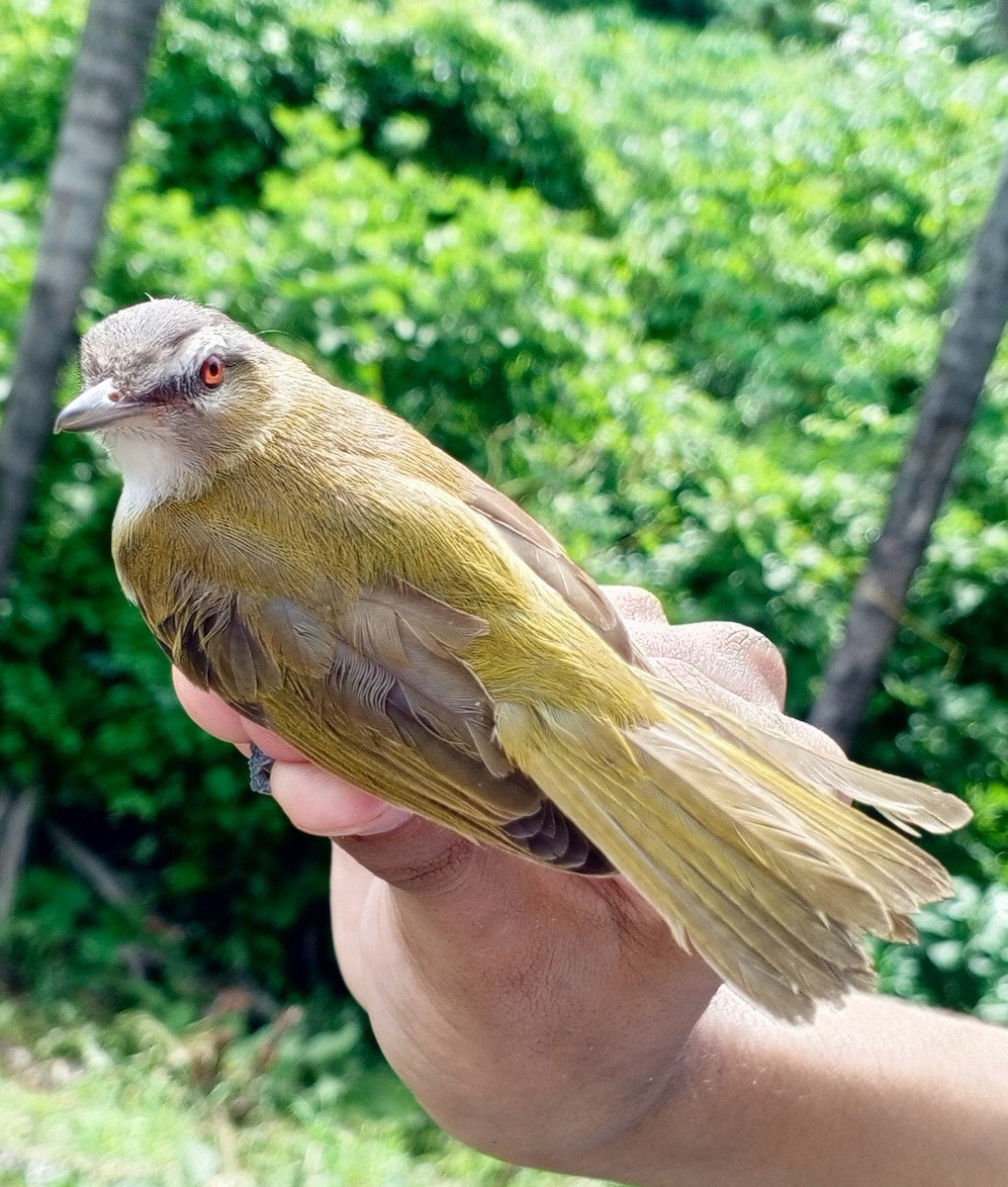 Vireo sp. (Red-eyed Vireo complex) - ML619565254