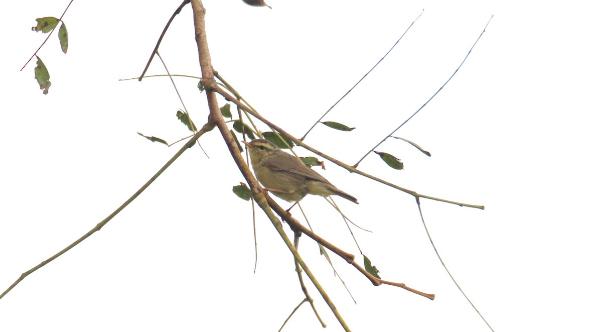 Tickell's Leaf Warbler - Praveen H N