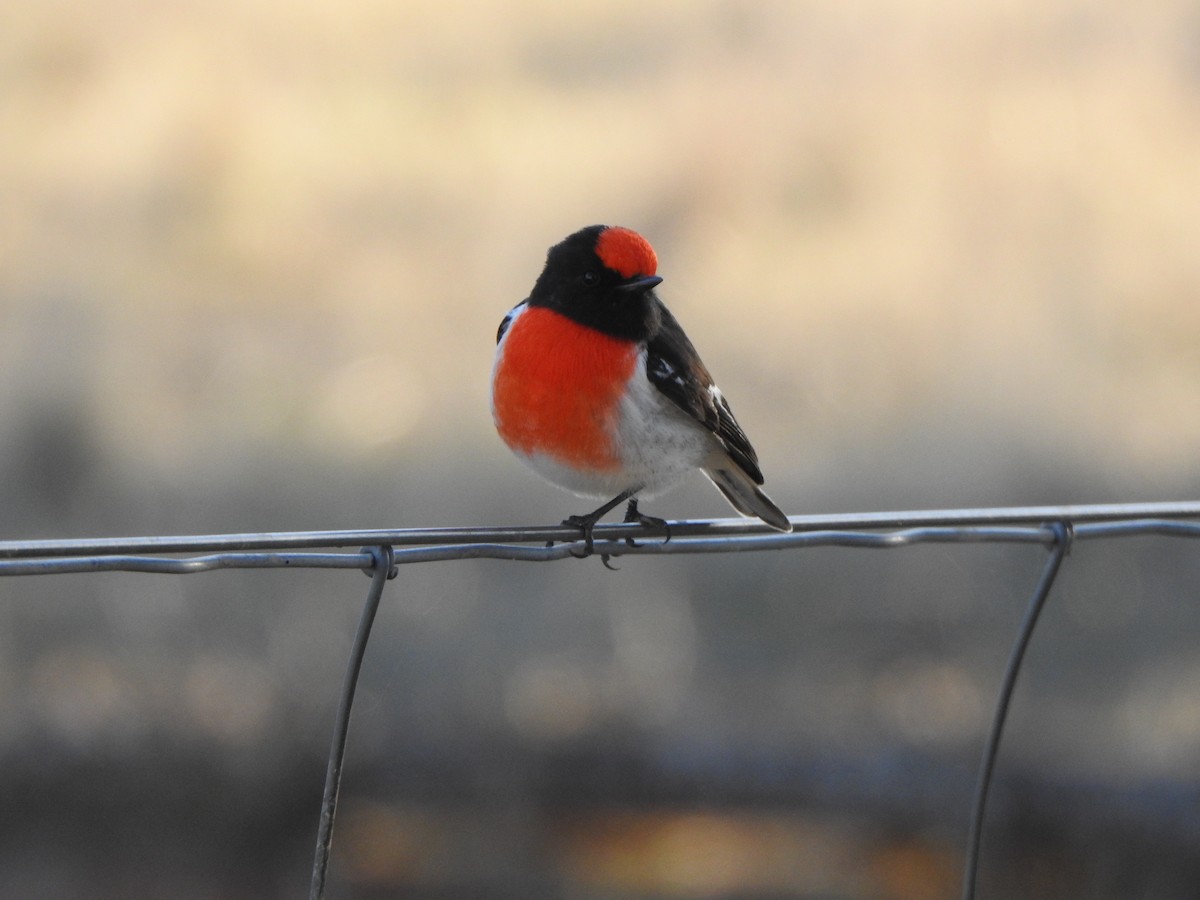 Red-capped Robin - ML619565256
