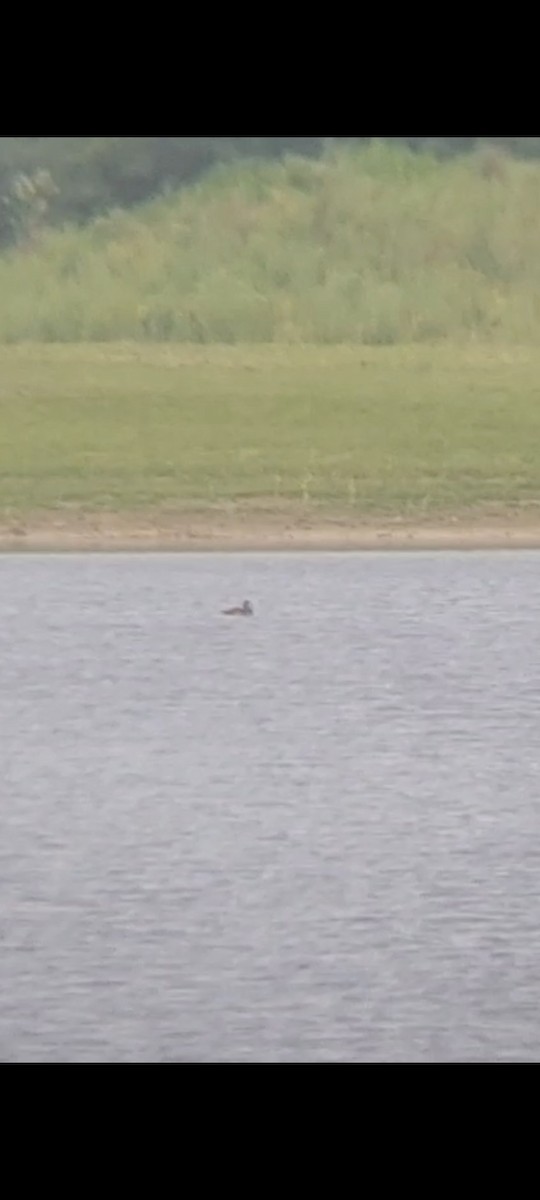 Lesser Scaup - Emerson Lisboa