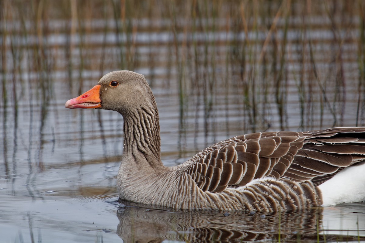 Graylag Goose - ML619565260