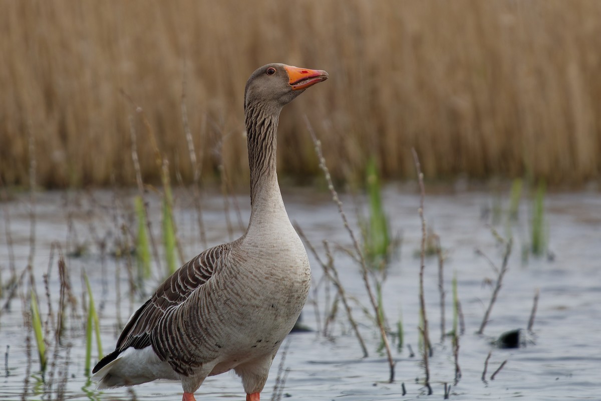 Graylag Goose - ML619565262