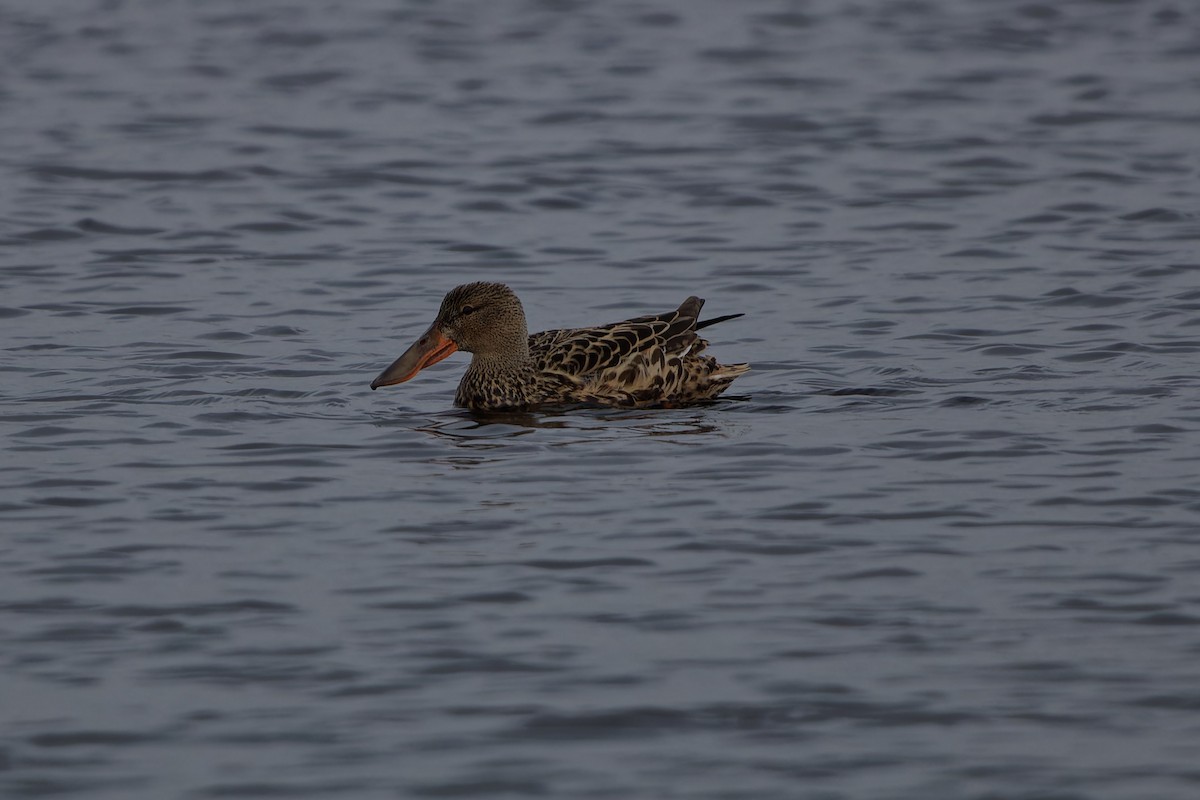 Northern Shoveler - Jeffrey Leguit