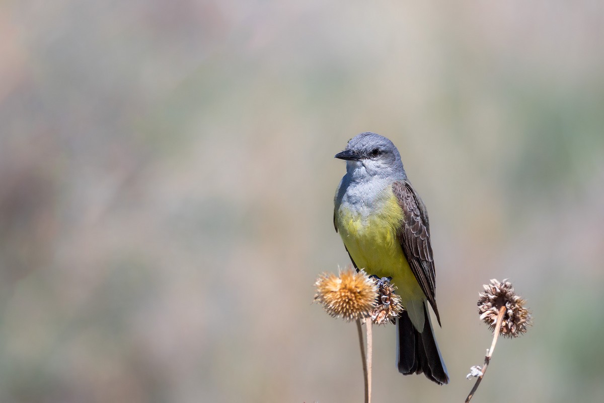 Western Kingbird - Ron Horn