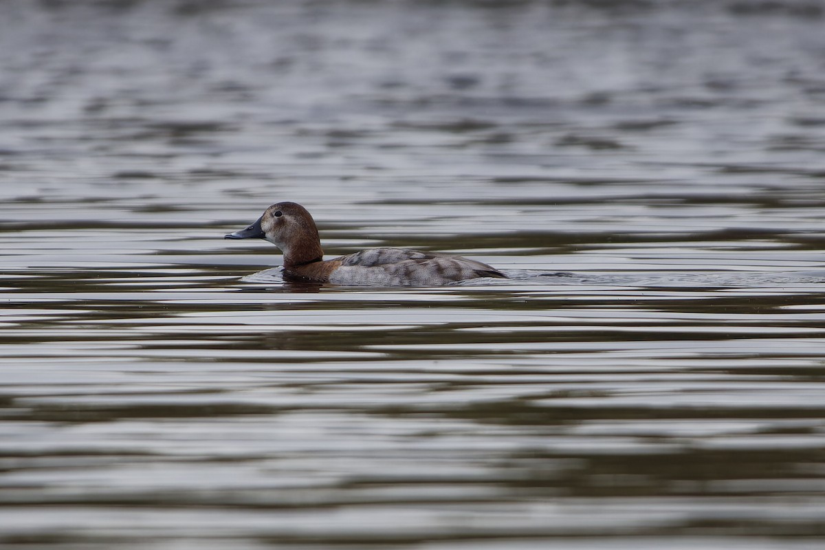 Common Pochard - ML619565269