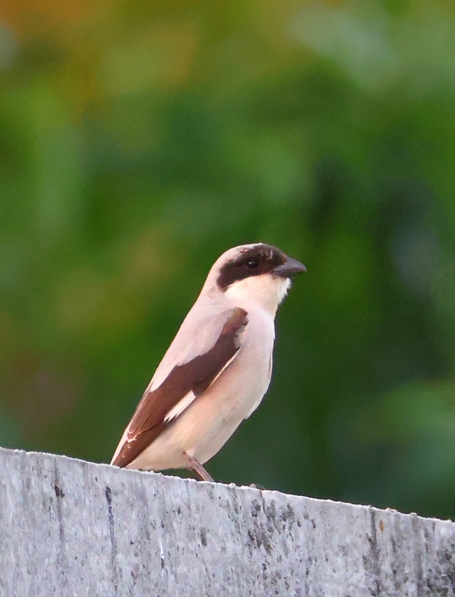 Lesser Gray Shrike - Egor Loboda