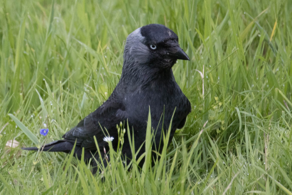 Eurasian Jackdaw - Michael Hooper