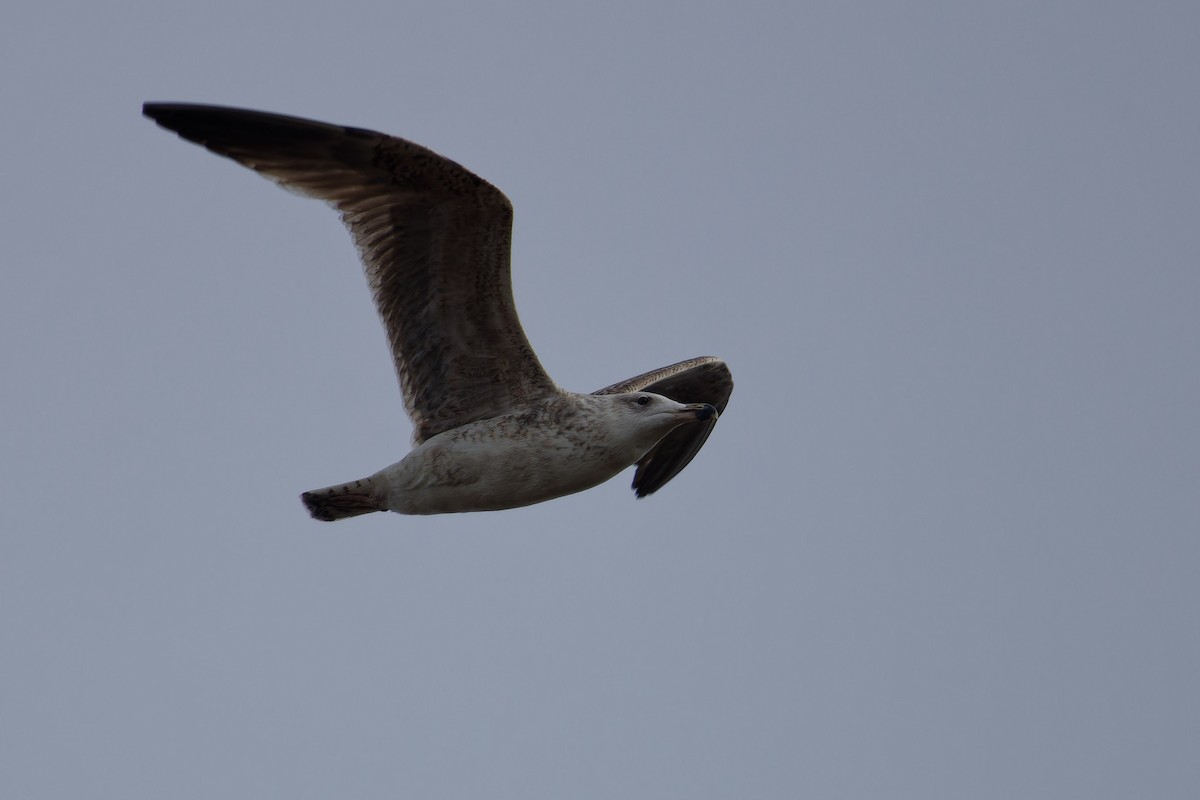 Great Black-backed Gull - Jeffrey Leguit