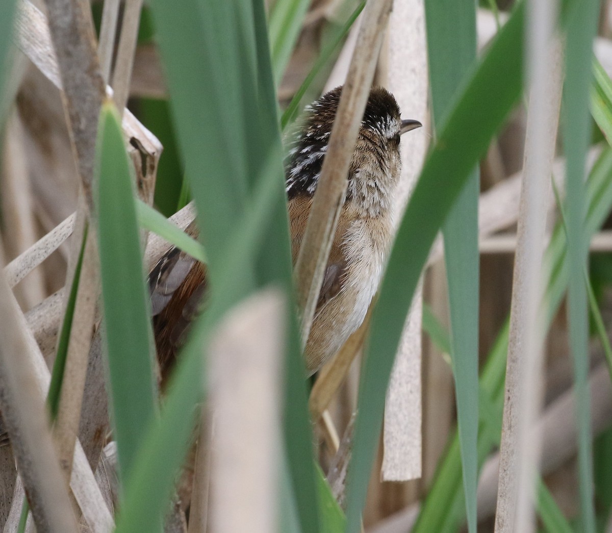 Marsh Wren - Kernan Bell