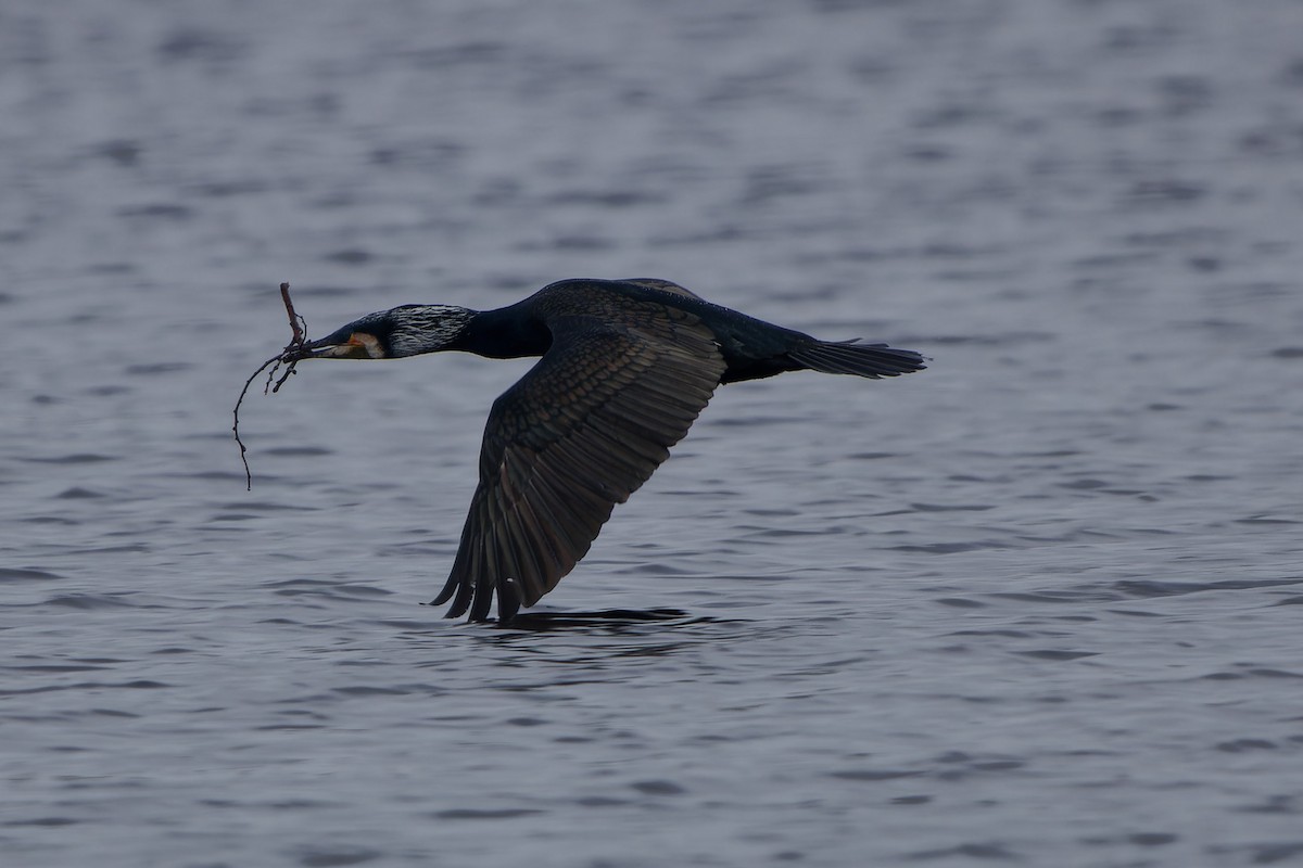 Great Cormorant - Jeffrey Leguit