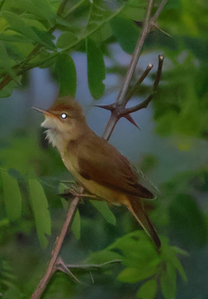 Marsh Warbler - Egor Loboda