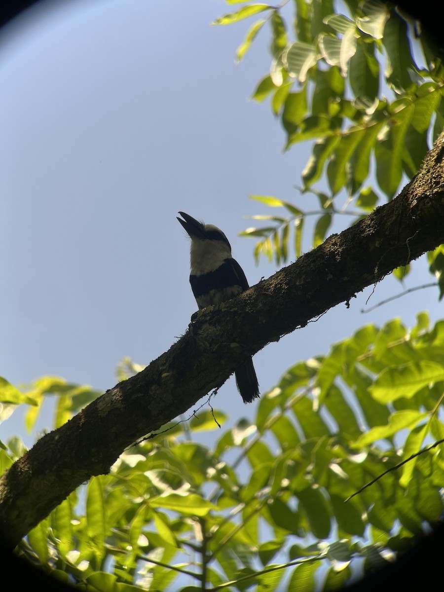 Weißnacken-Faulvogel - ML619565284