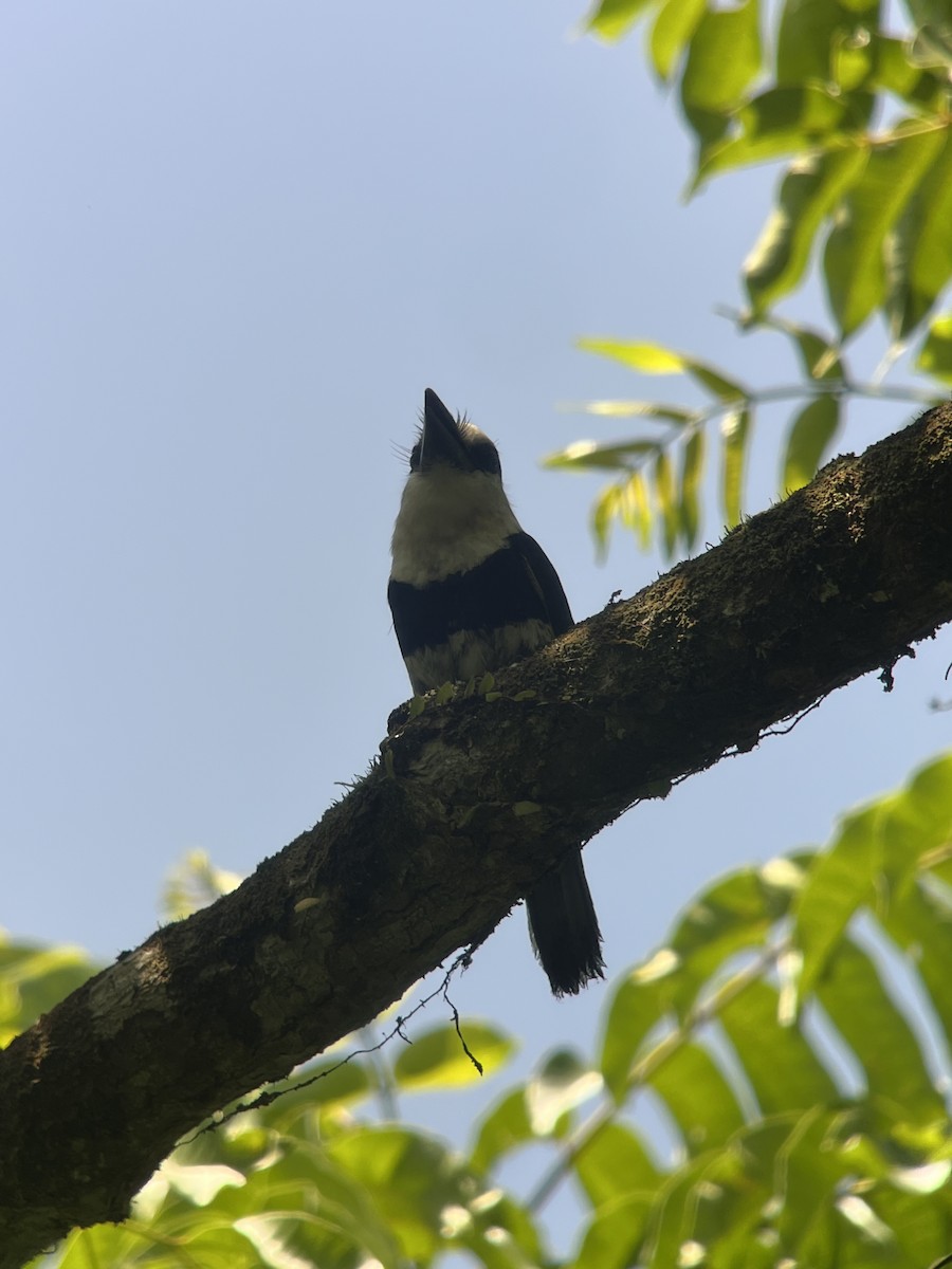 Weißnacken-Faulvogel - ML619565285