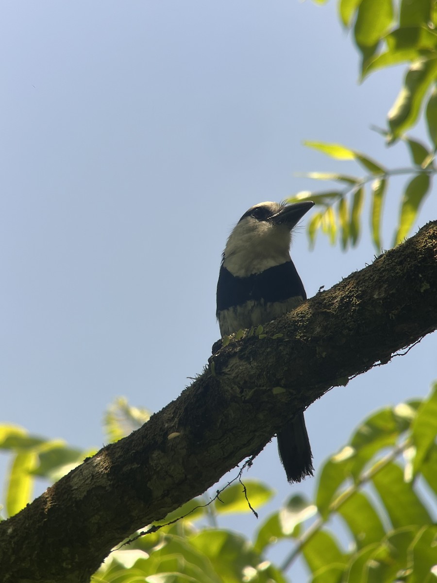 Weißnacken-Faulvogel - ML619565286