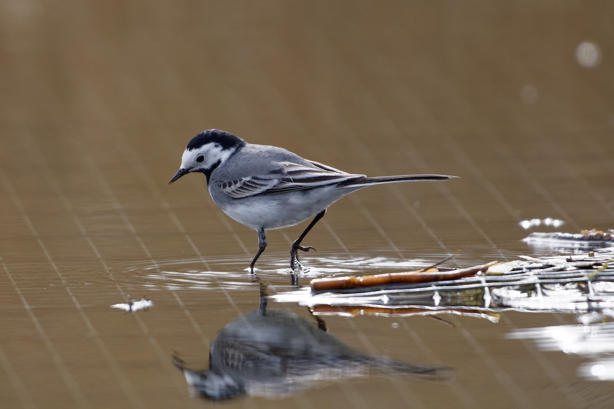 White Wagtail - Jeffrey Leguit