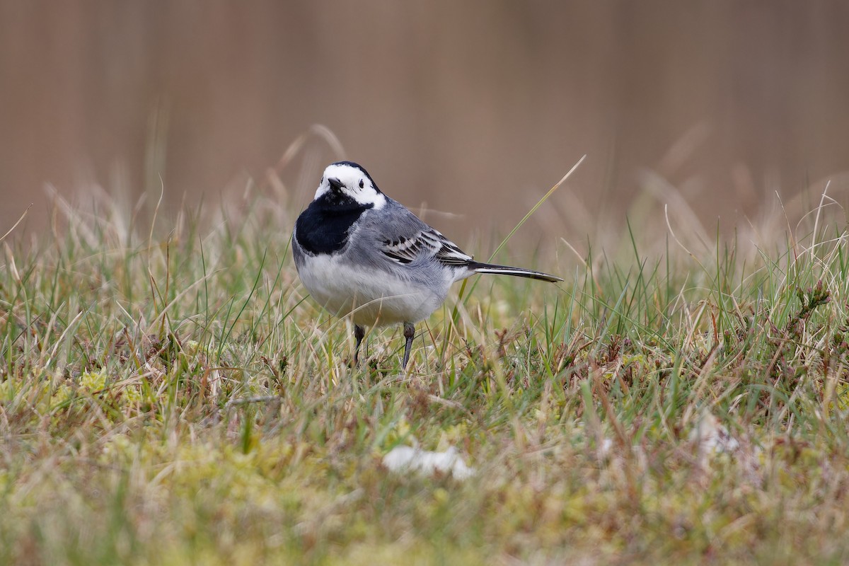 White Wagtail - Jeffrey Leguit