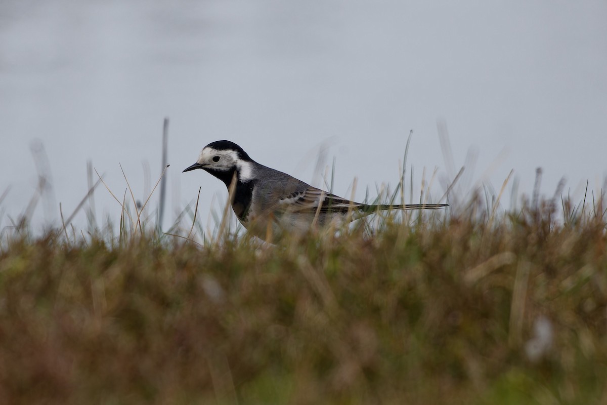 White Wagtail - Jeffrey Leguit