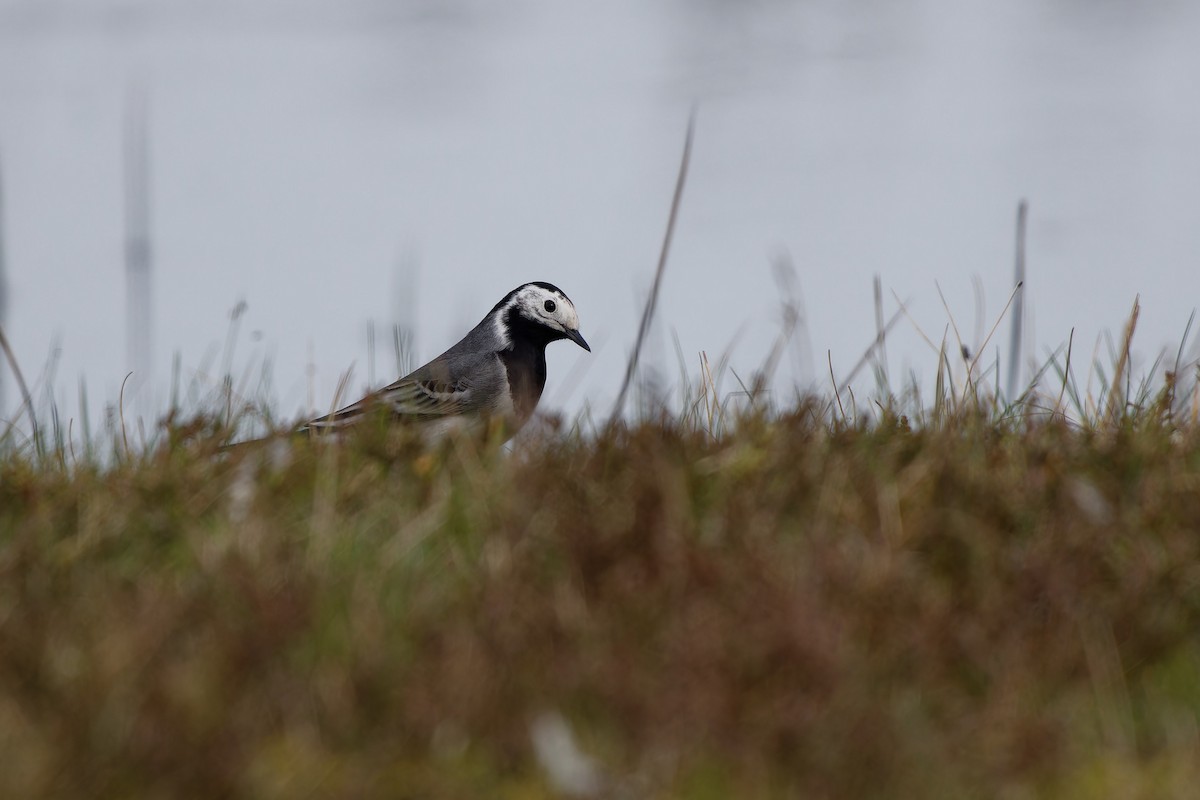 White Wagtail - Jeffrey Leguit