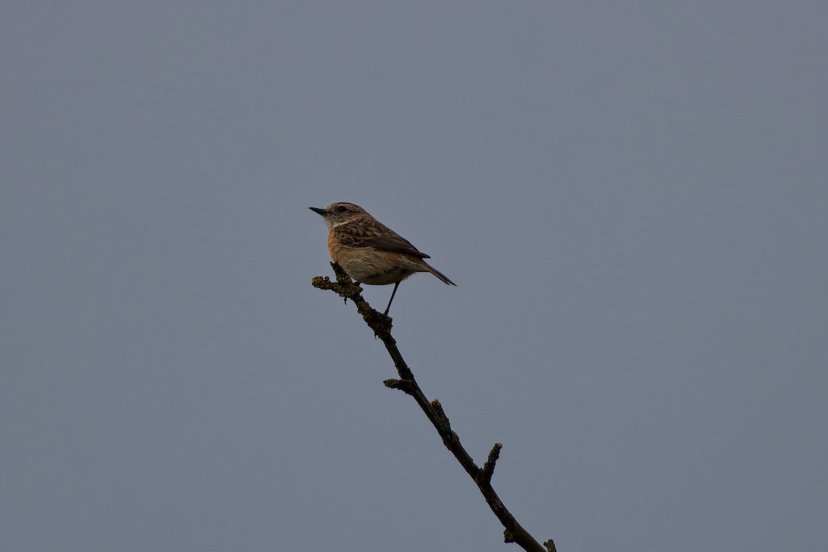 European Stonechat - Jeffrey Leguit