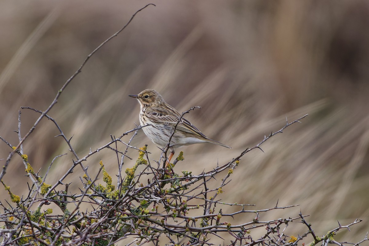 Meadow Pipit - Jeffrey Leguit