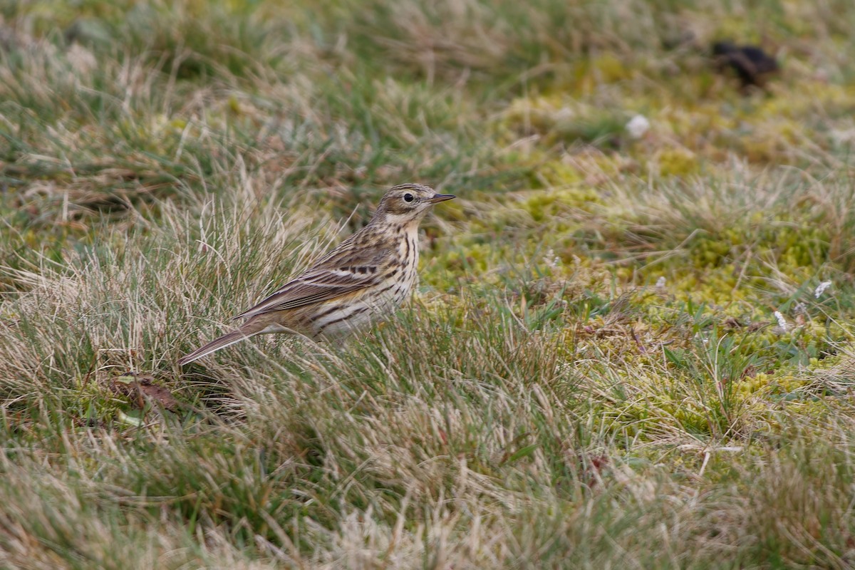 Meadow Pipit - Jeffrey Leguit