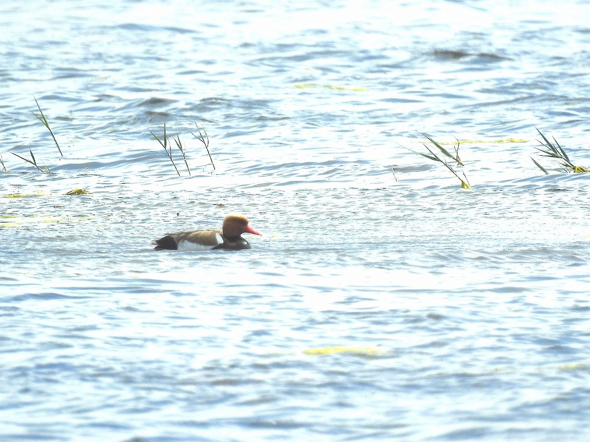 Red-crested Pochard - Carmelo García Del Rey