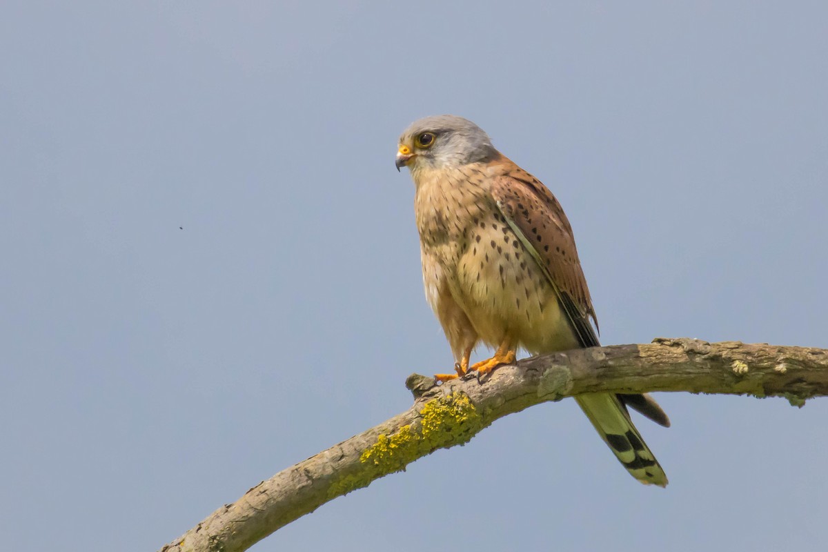 Eurasian Kestrel - Michael Hooper