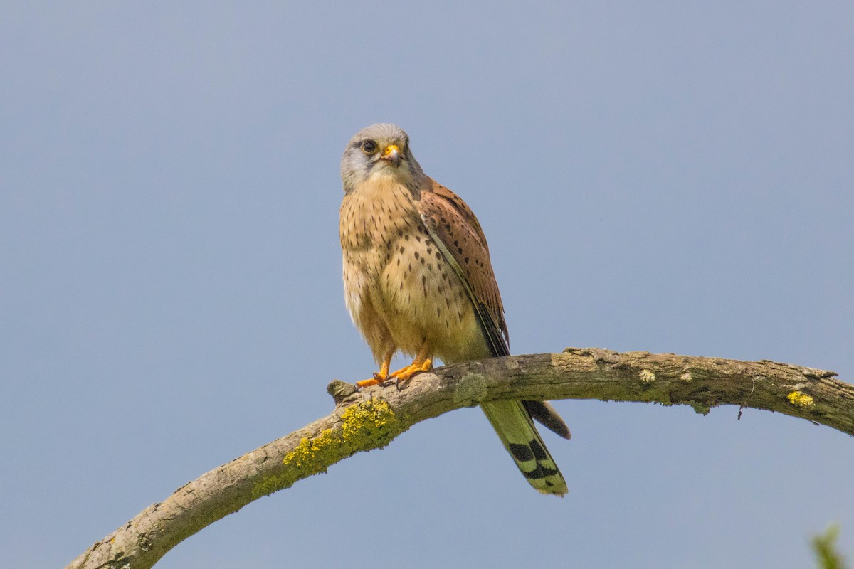 Eurasian Kestrel - Michael Hooper