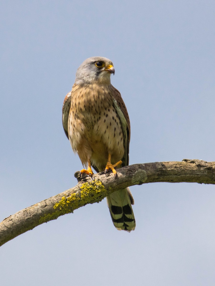 Eurasian Kestrel - Michael Hooper