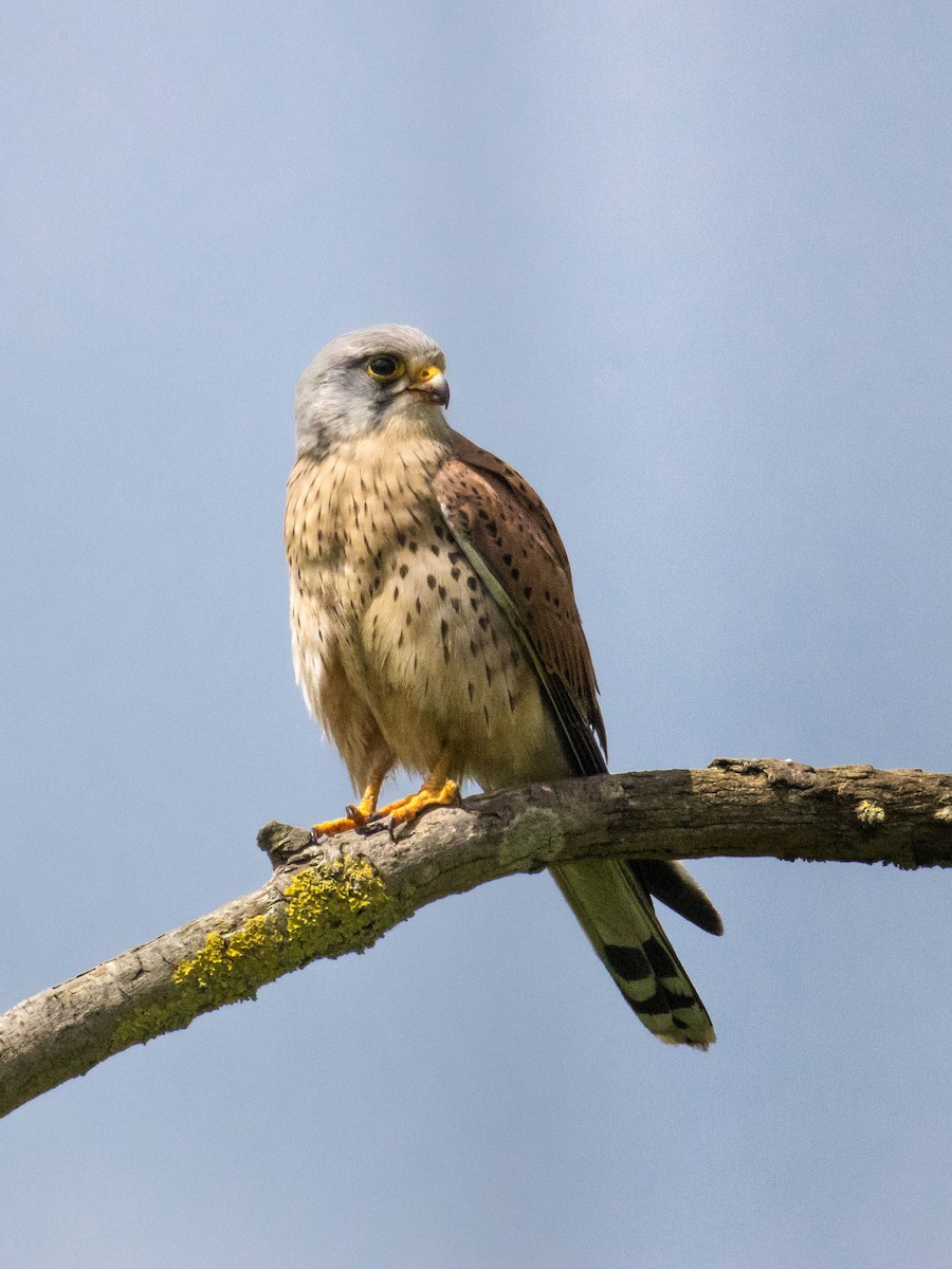 Eurasian Kestrel - Michael Hooper