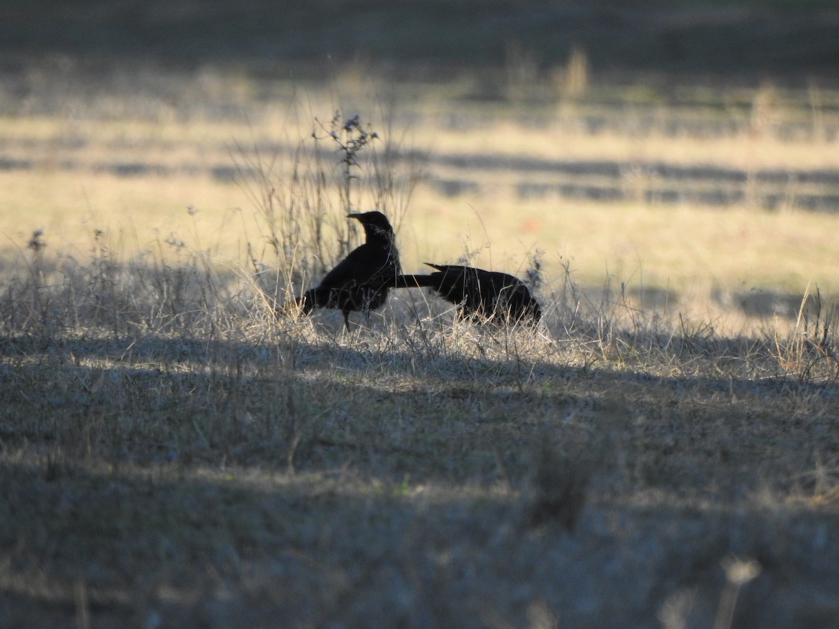 White-winged Chough - DS Ridley