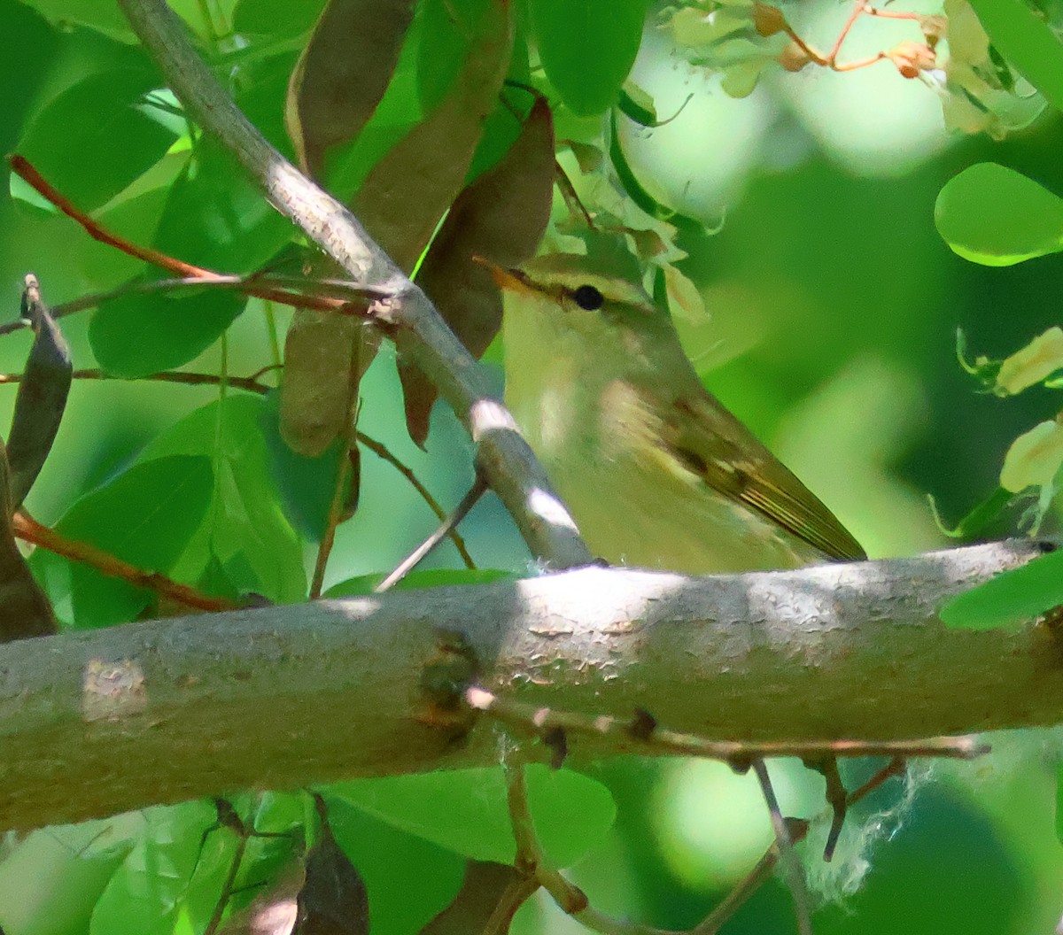 Greenish Warbler - ML619565327