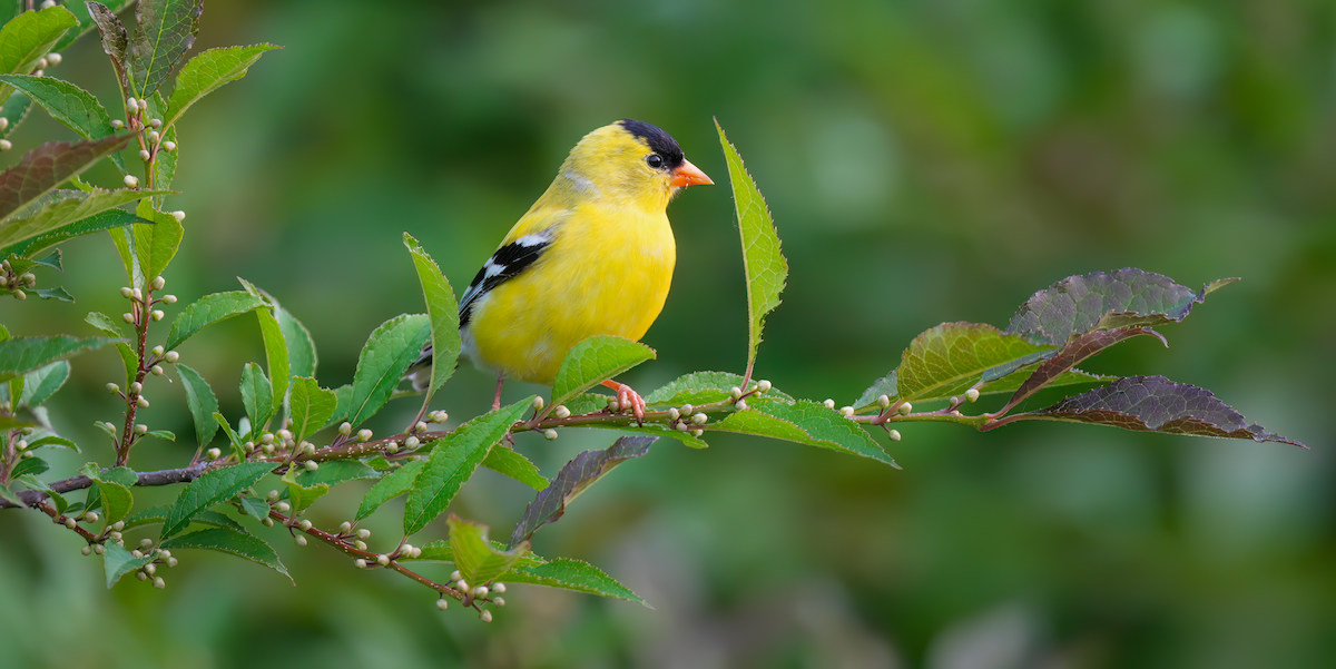 American Goldfinch - Zachary Vaughan